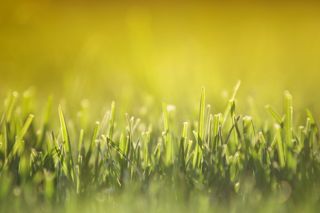 Close up of freshly cutting grass on the green lawn or field at sunset